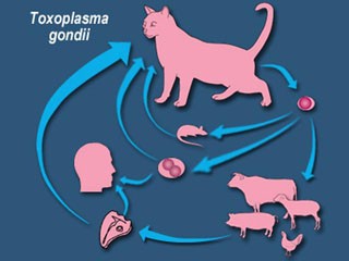 toxoplasma gondii